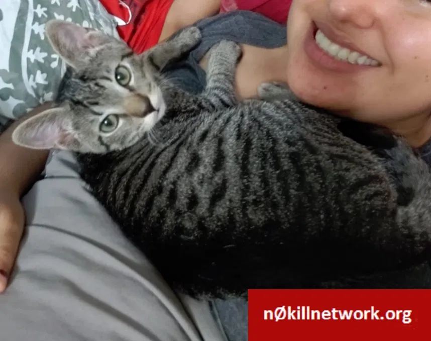 Lost cat in Round Rock, TX, 78664