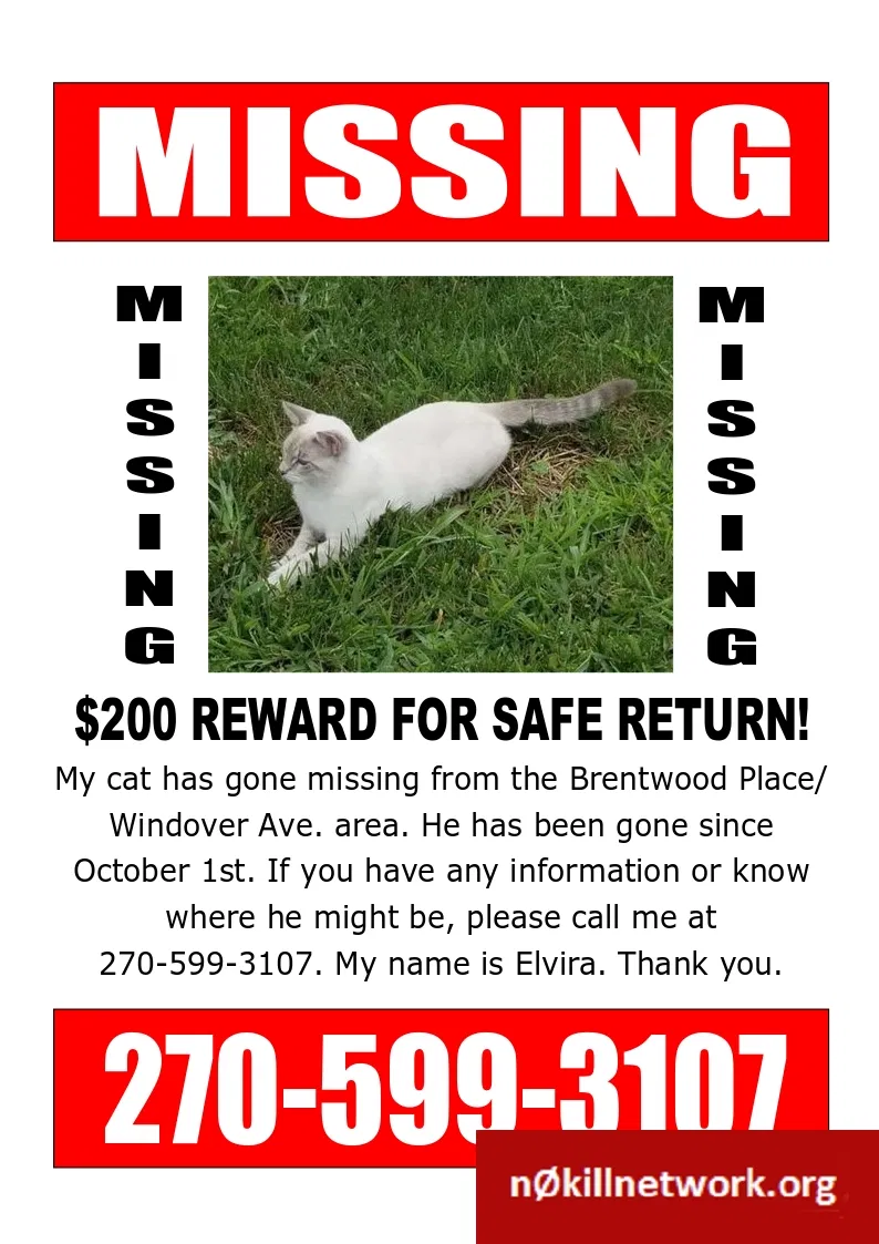 Lost cat in Bowling Green, KY, 42101