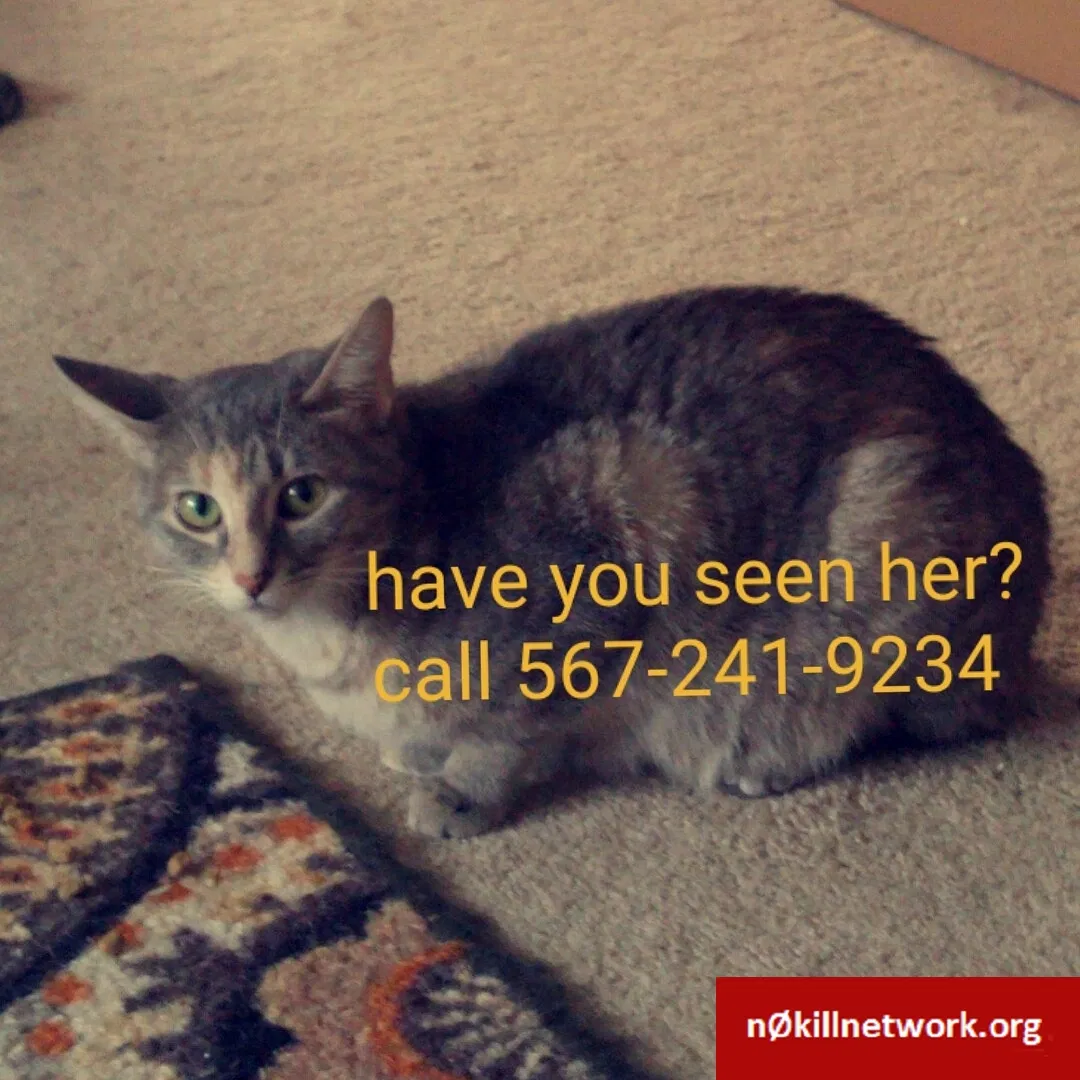 Lost cat in Mansfield, OH, 44904