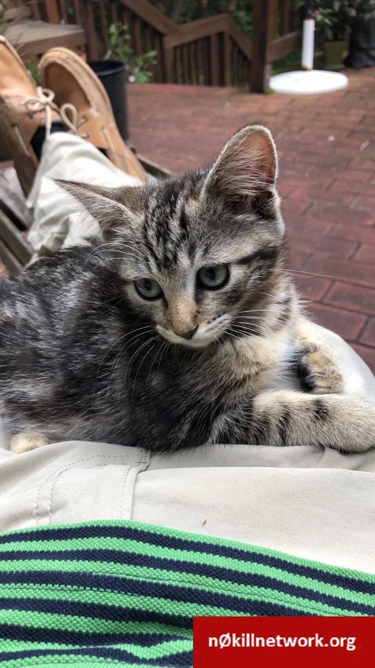 Lost cat in Greensboro, NC, 27407