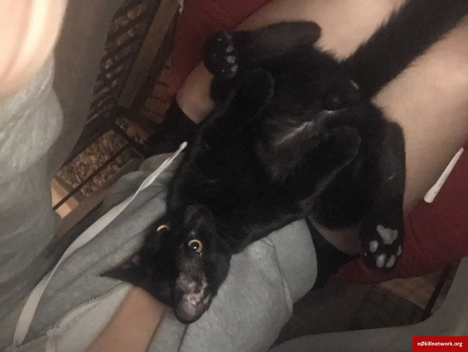 Lost cat in Austin, TX, 78727