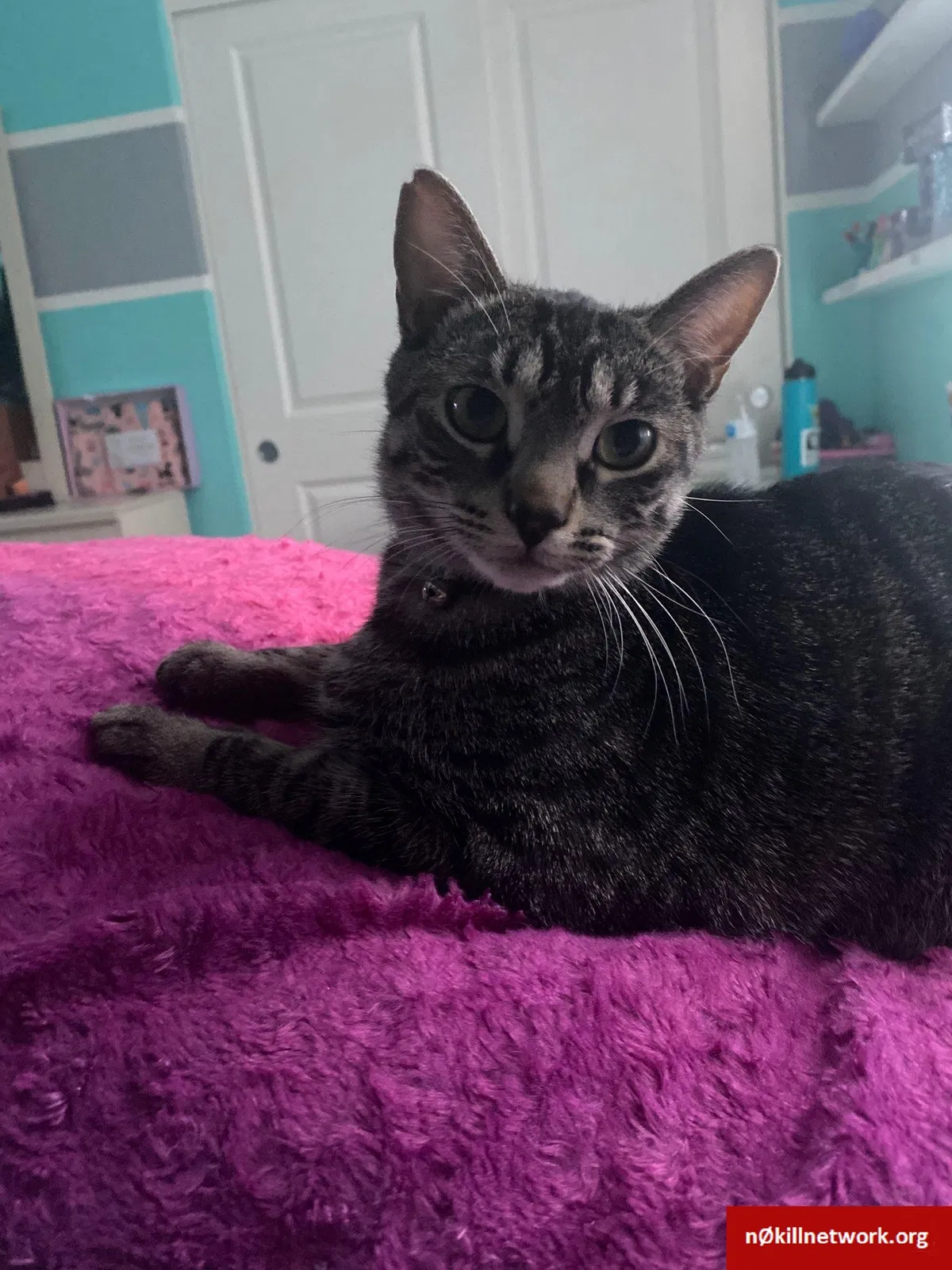 Lost cat in Las Vegas, NV, 89139