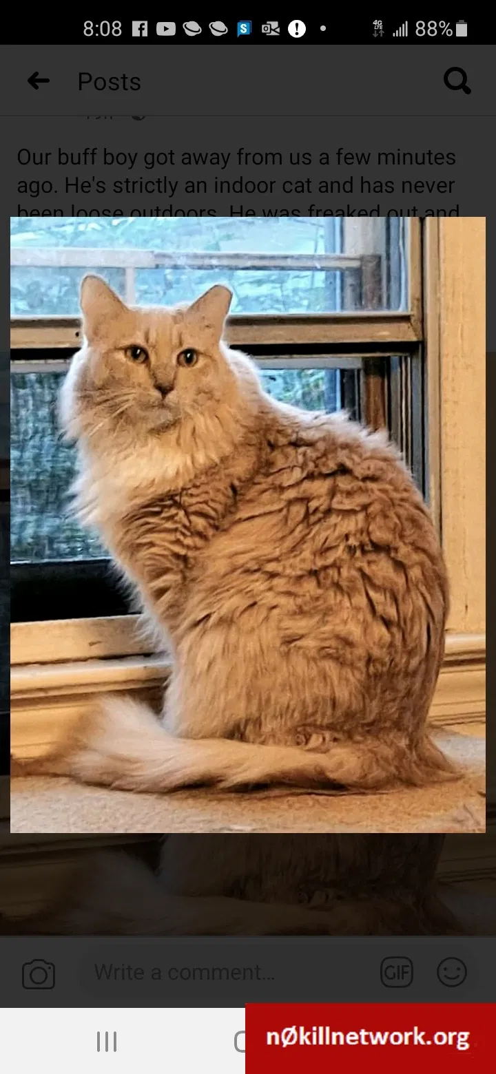 Lost cat in Dayton, OH, 45403