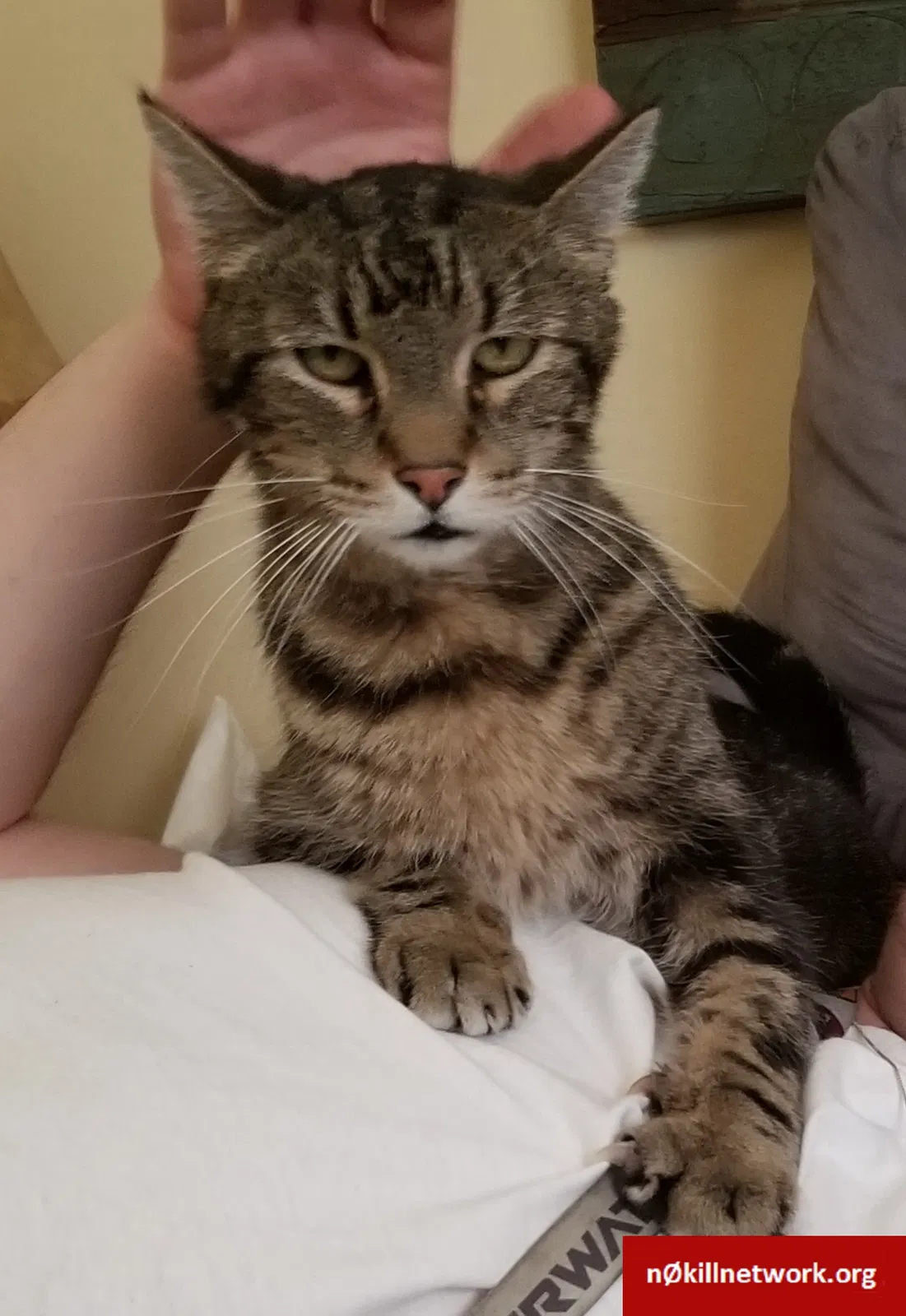 Lost cat in Fremont, CA, 94536