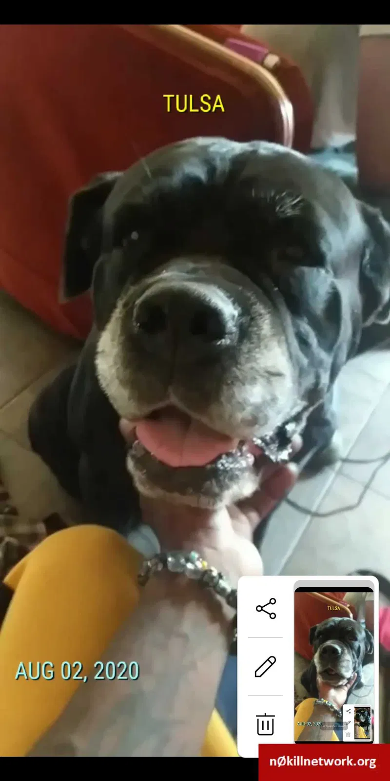 Lost dog in Tulsa, OK, 74112