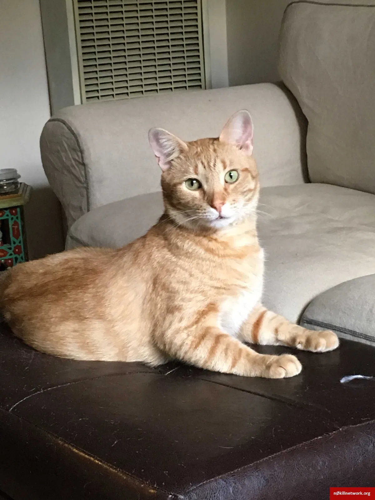 Lost cat in Claremont, CA, 91711