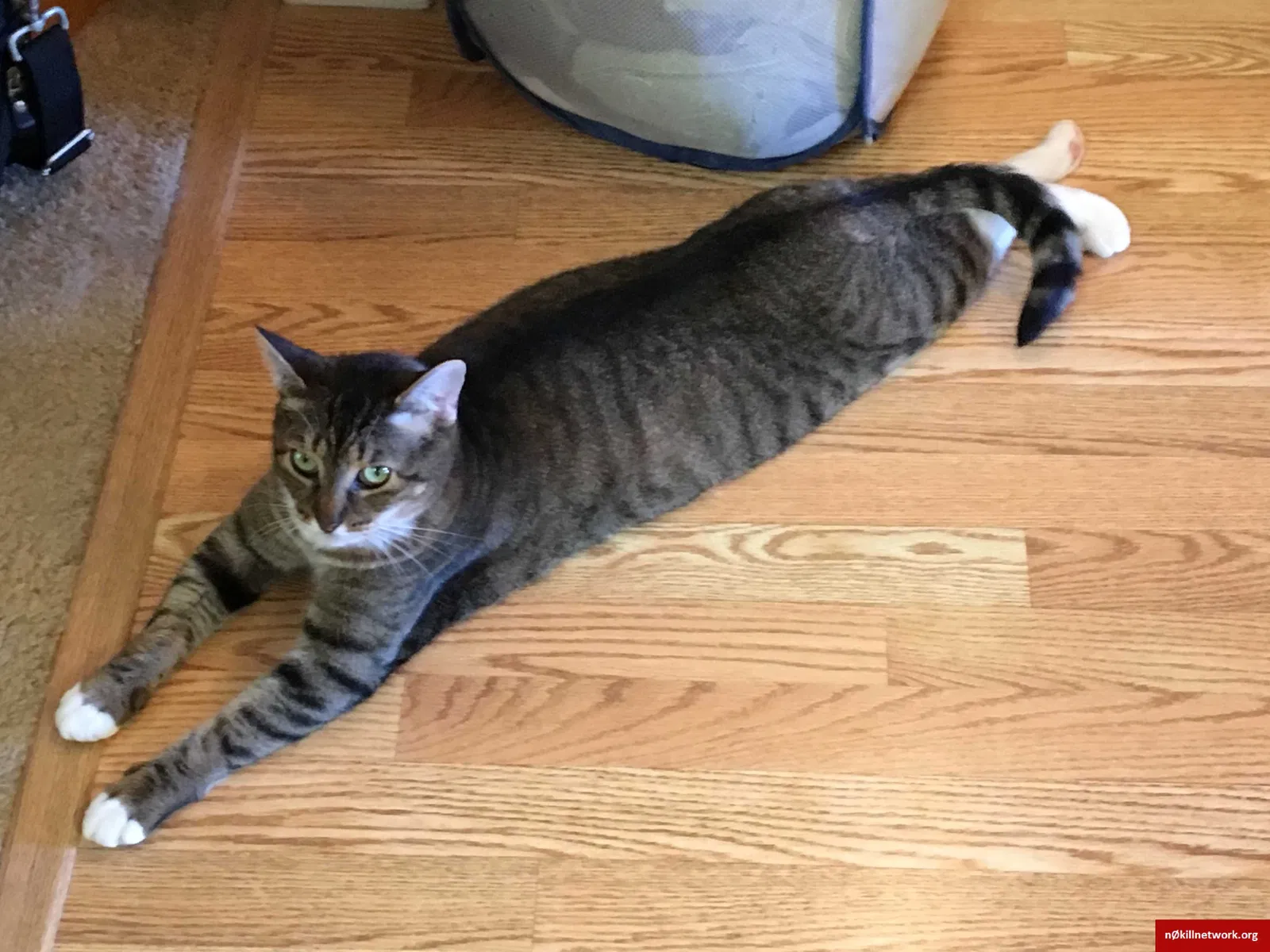 Lost cat in Knoxville, TN, 37919