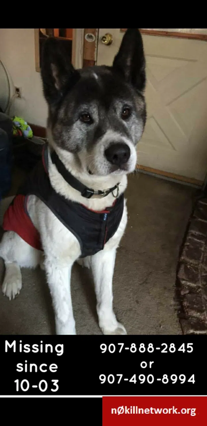 Lost dog in North Pole, AK, 99705