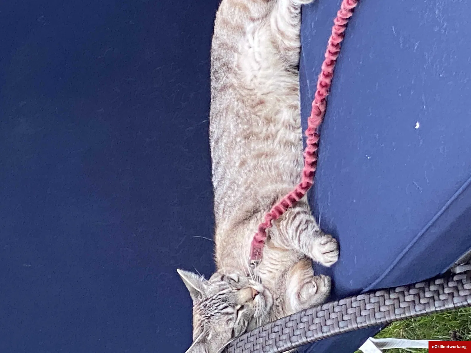 Lost cat in South Orange, NJ, 7079