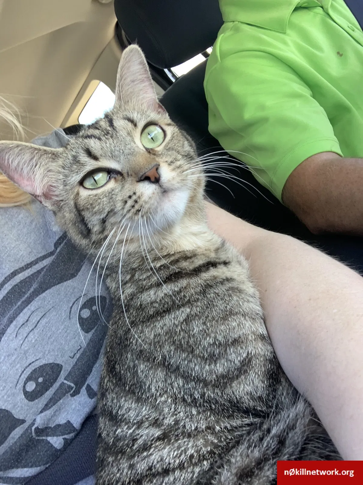 Lost cat in Walton, KY, 41094