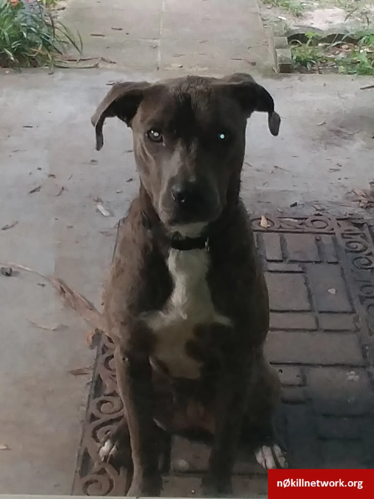 Lost dog in Alachua, FL, 32616