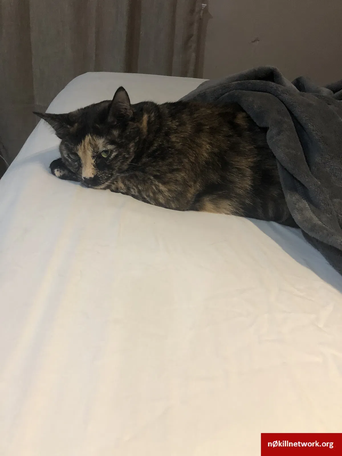 Lost cat in Chesterfield, MO, 63005