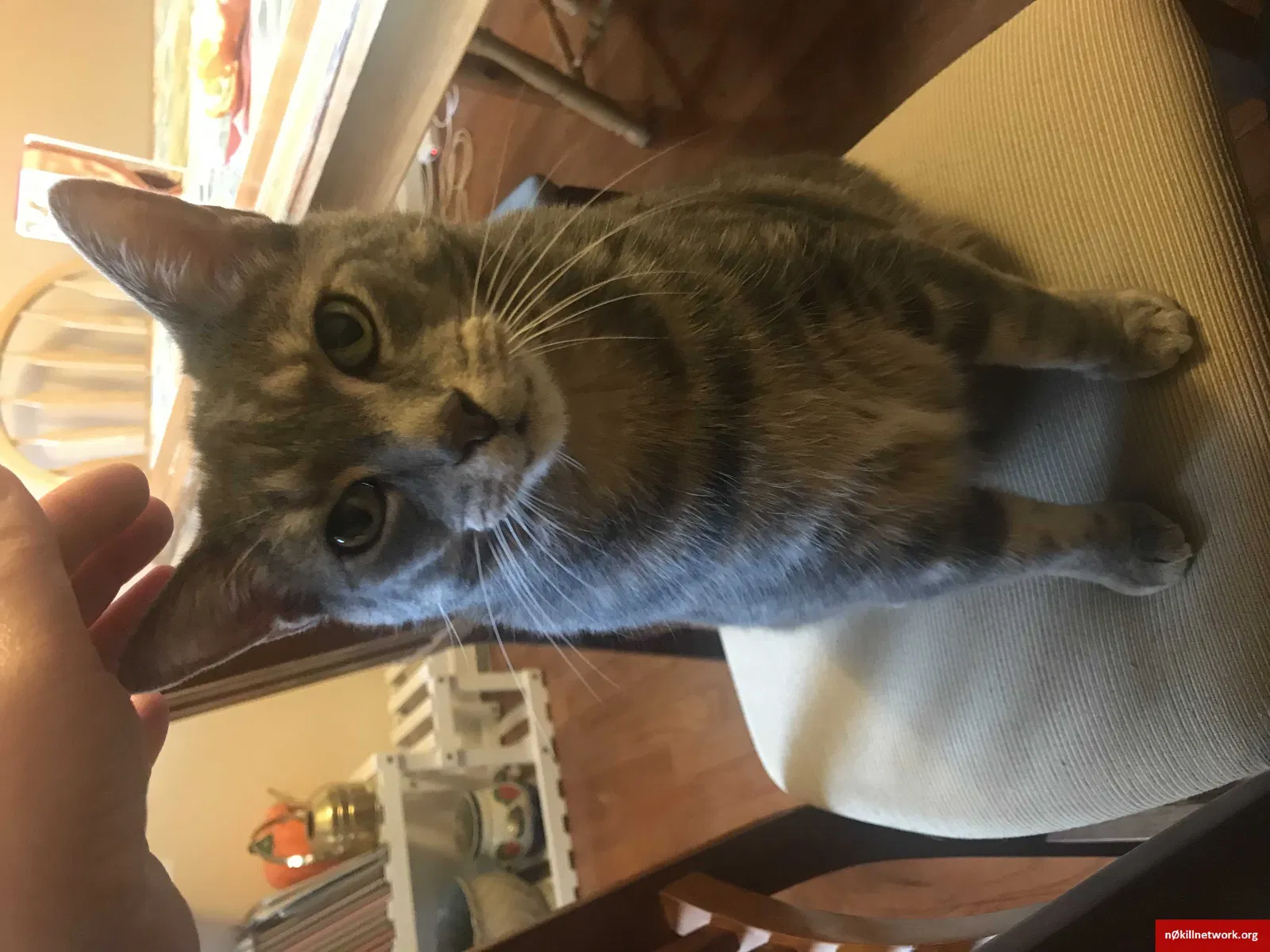 Lost cat in Germantown, MD, 20874