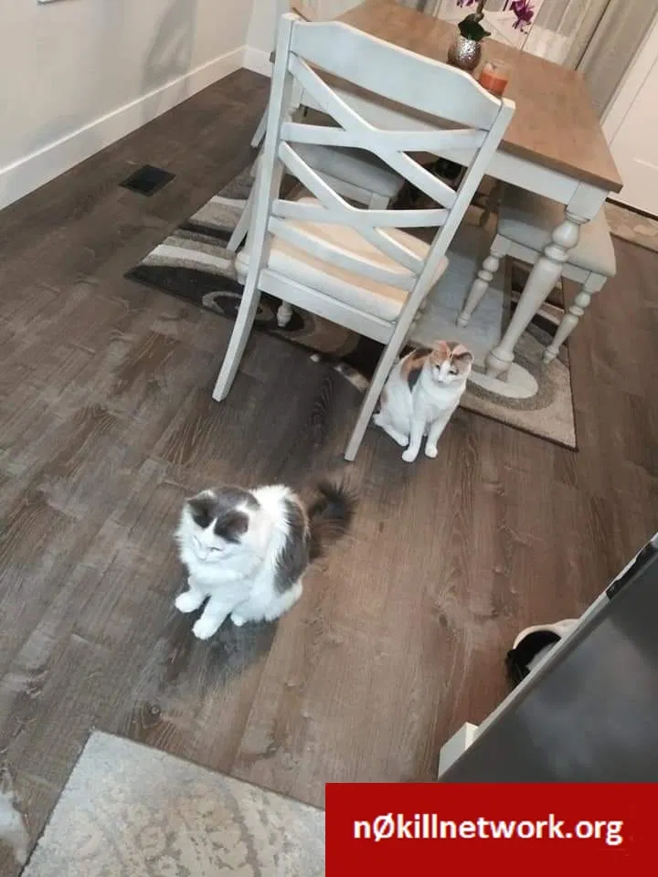 Lost cat in Spokane, WA, 99207