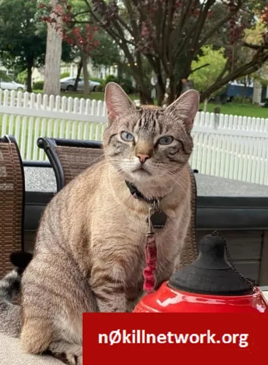 Lost cat in South Orange, NJ, 7079