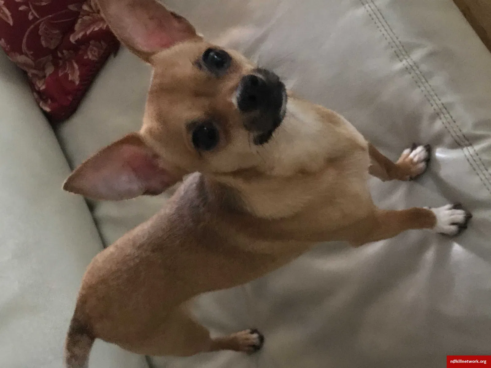 Lost dog in Paterson, NJ, 7501