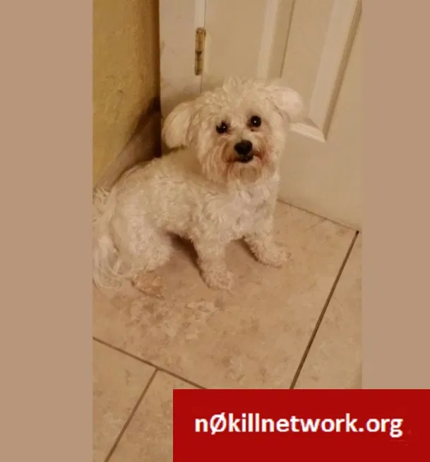 Lost dog in Tulsa, OK, 74115
