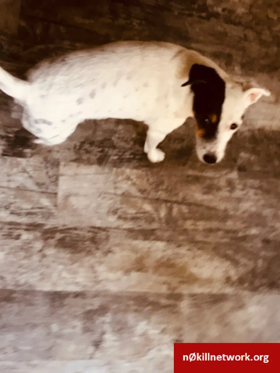 Lost dog in Hinckley, OH, 44233