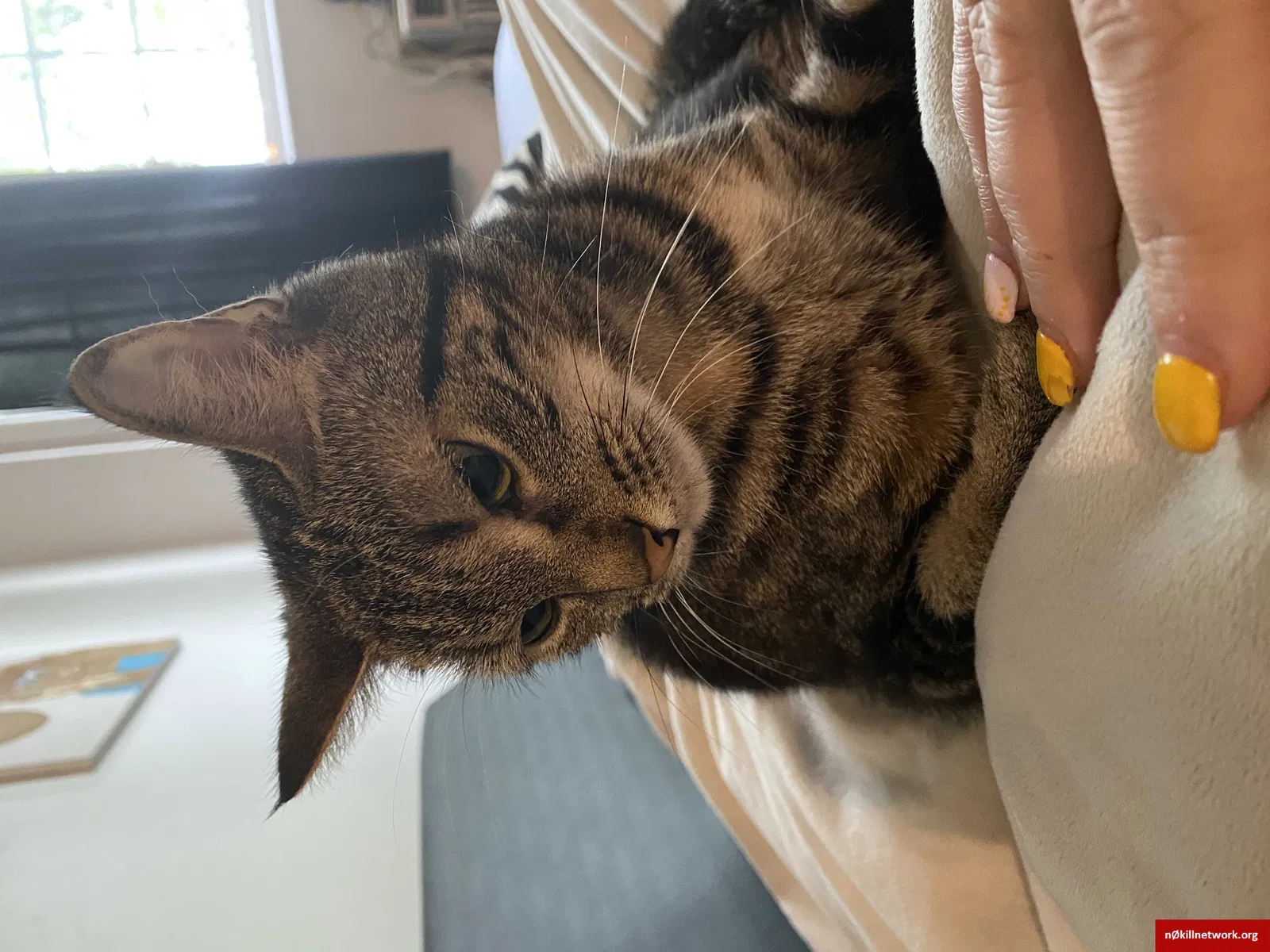 Lost cat in Niagara Falls, NY, 14304