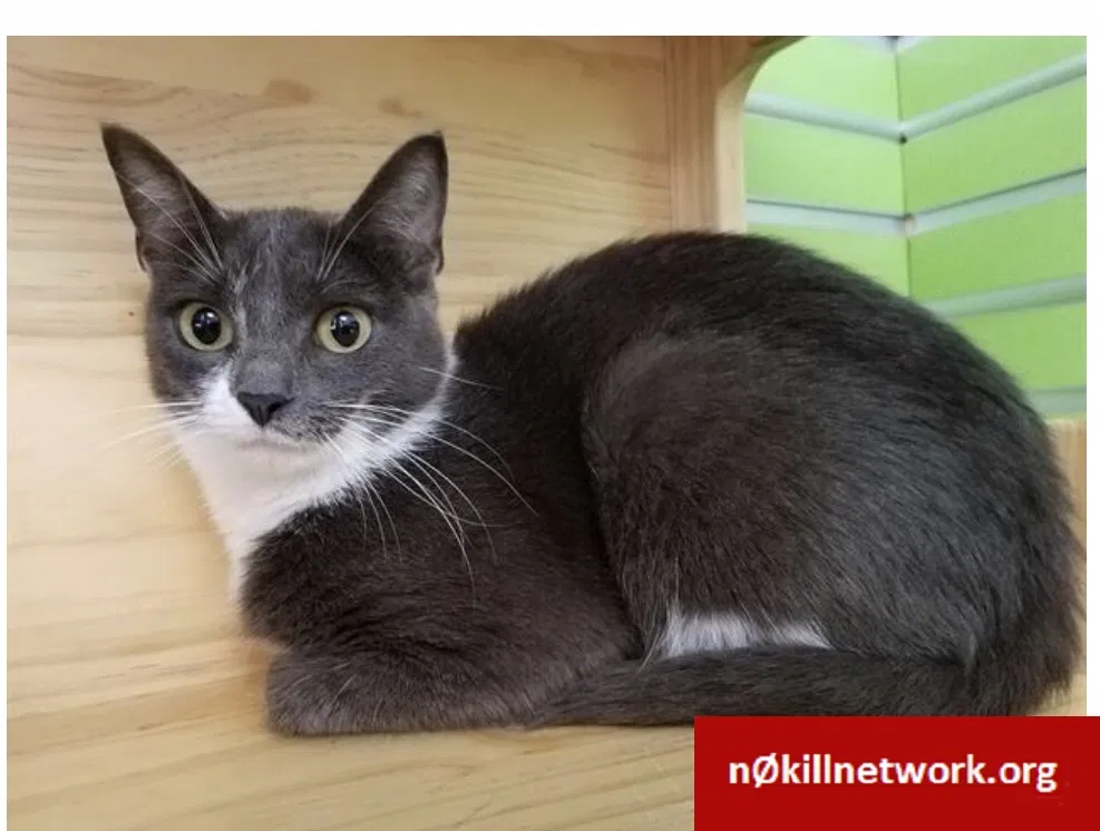 Lost cat in Seattle, WA, 98106