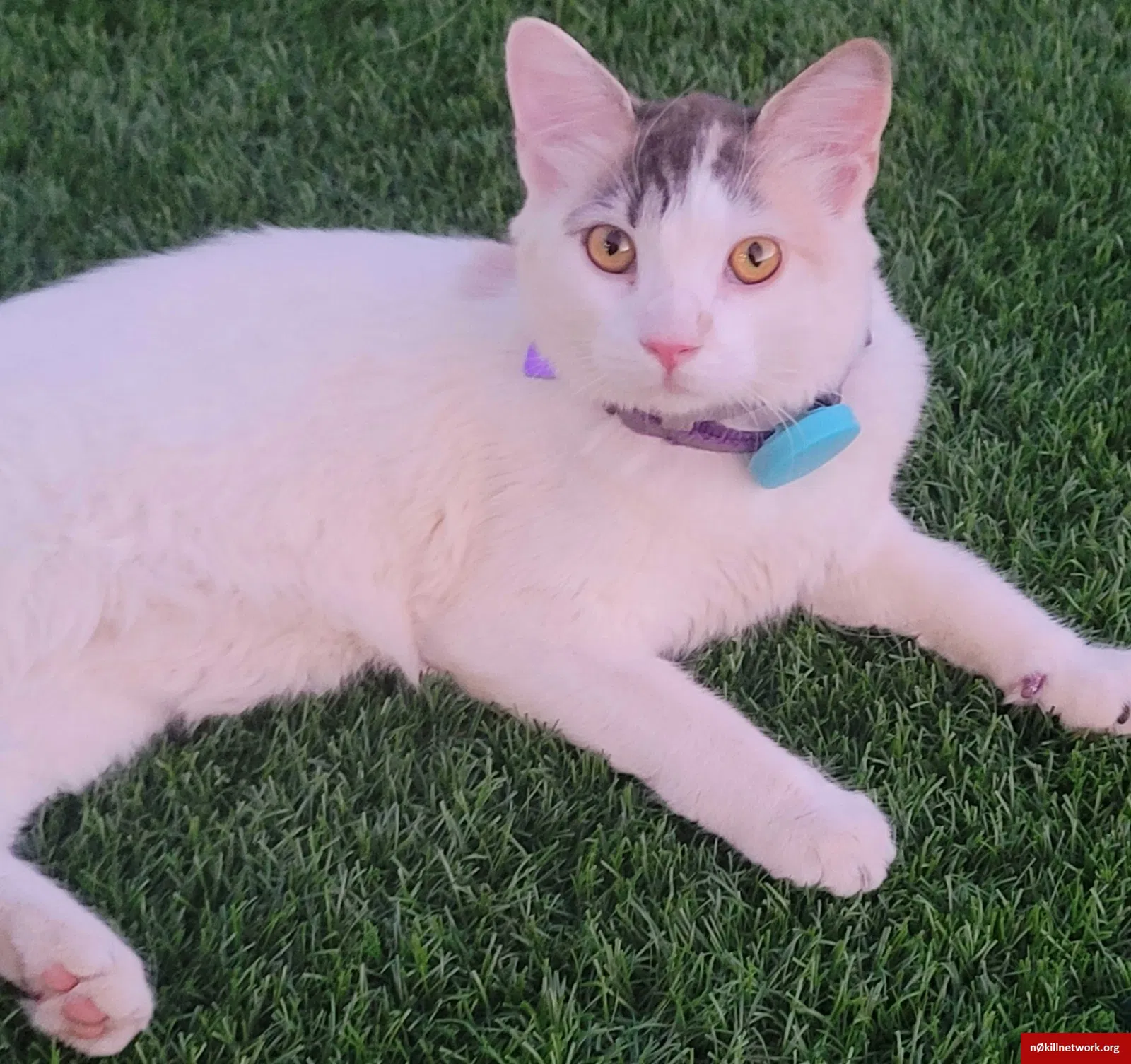 Lost cat in Phoenix, AZ, 85041