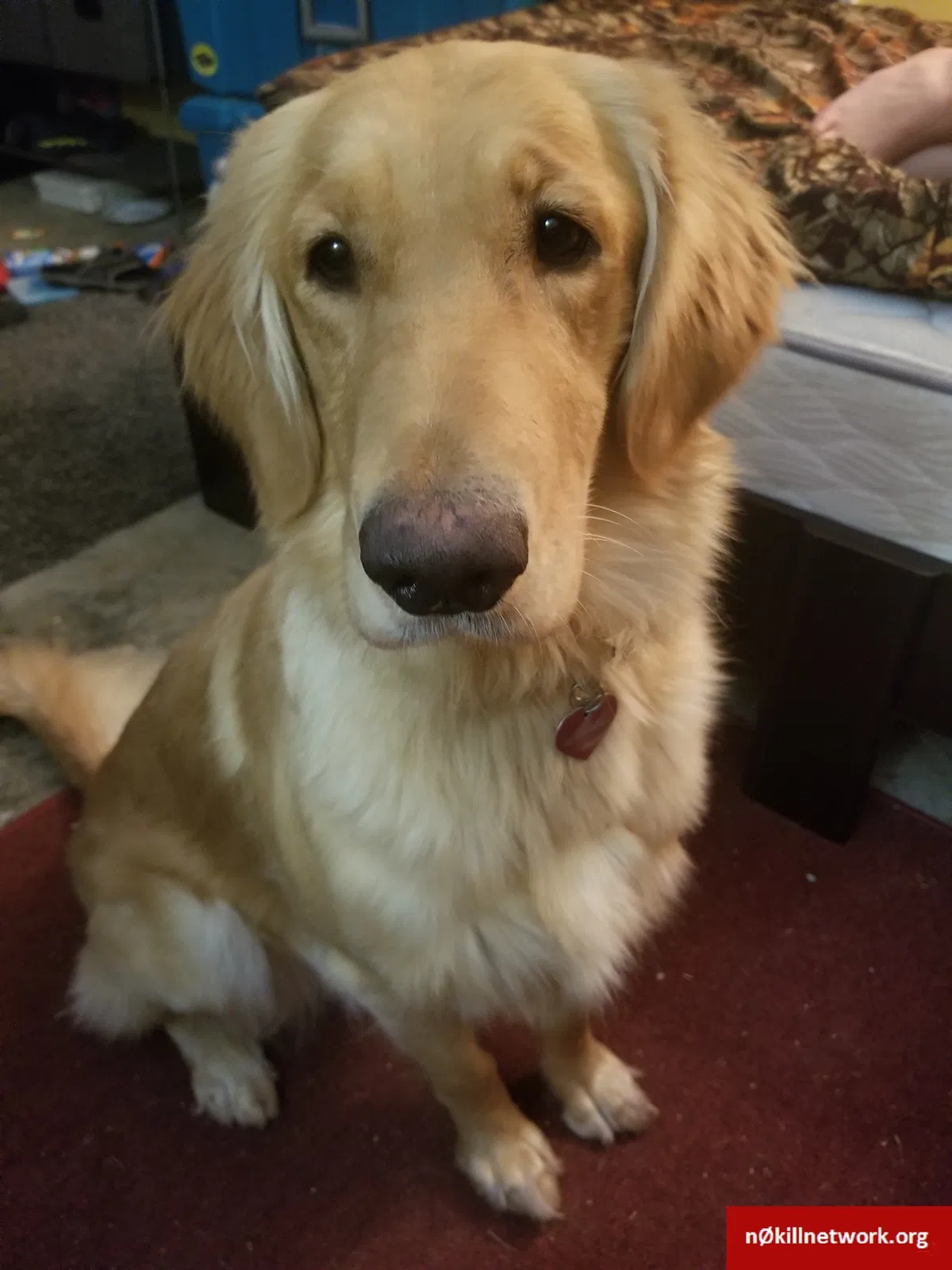 Lost dog in Terry, MS, 39170