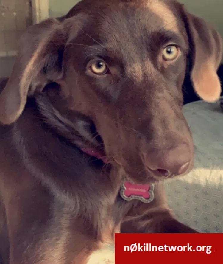 Lost dog in Fort Worth, TX, 76116
