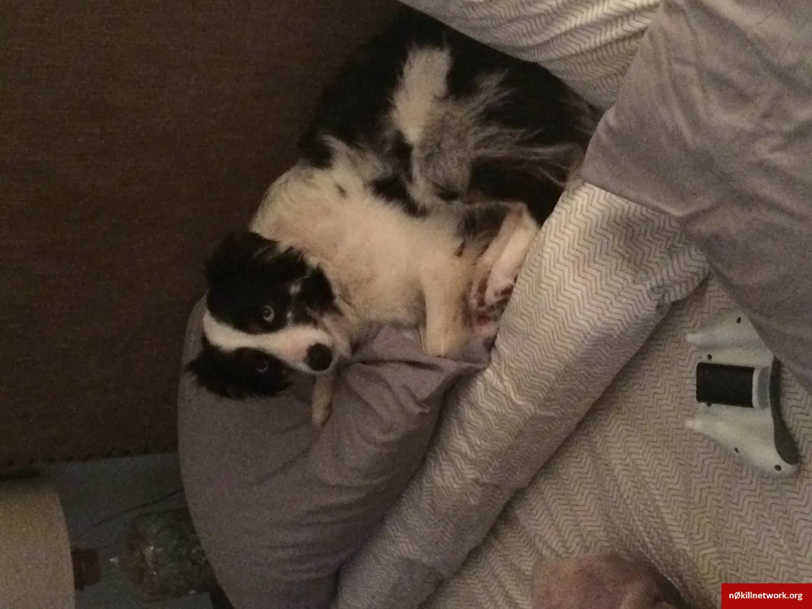 Lost dog in Pensacola, FL, 32504