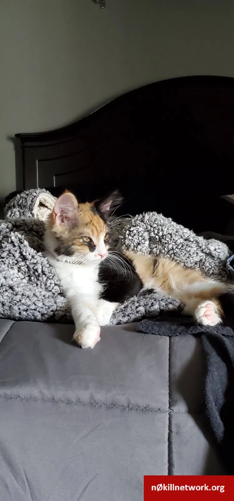 Lost cat in Chapin, SC, 29036