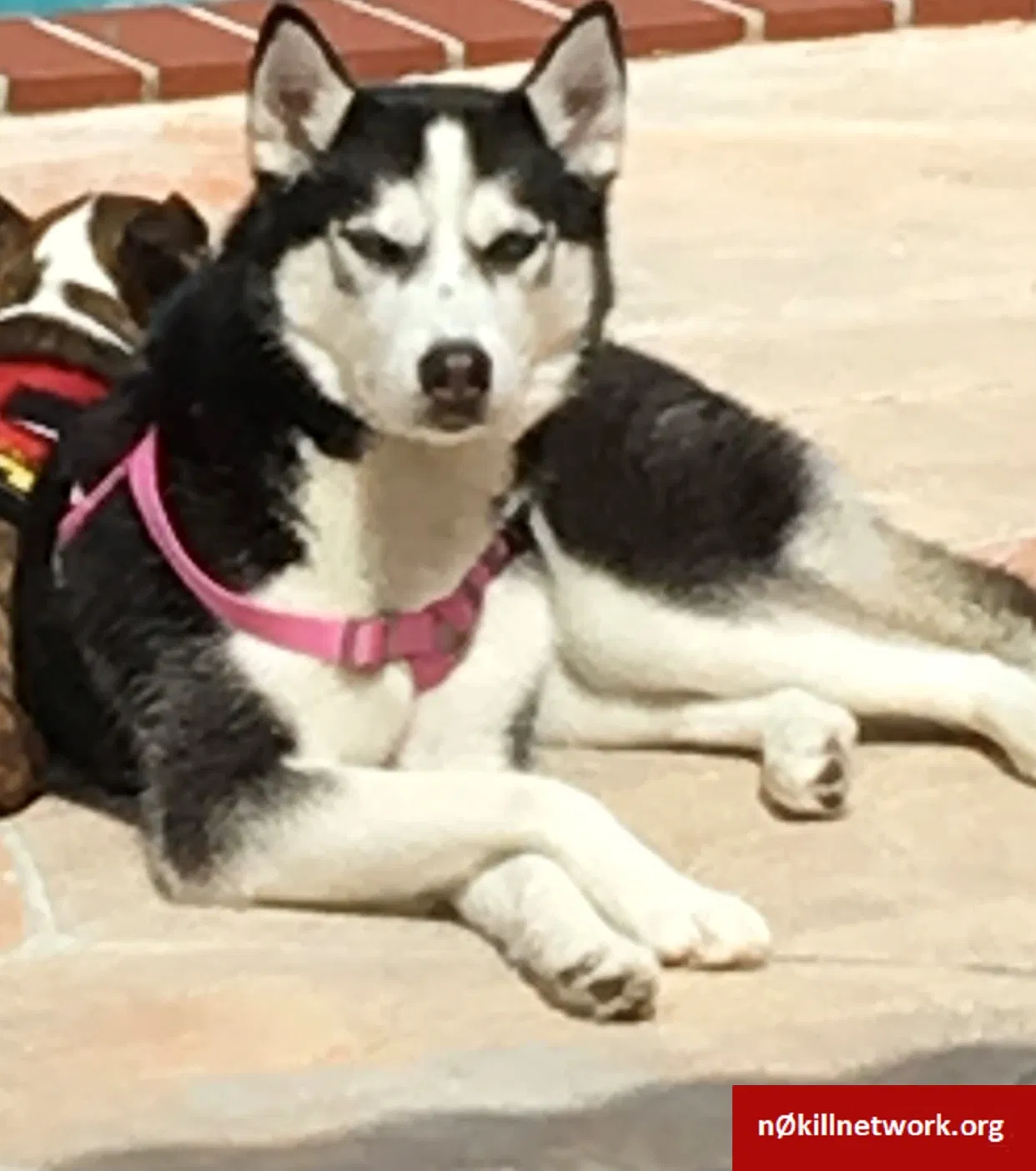 Lost dog in Miami, FL, 33187