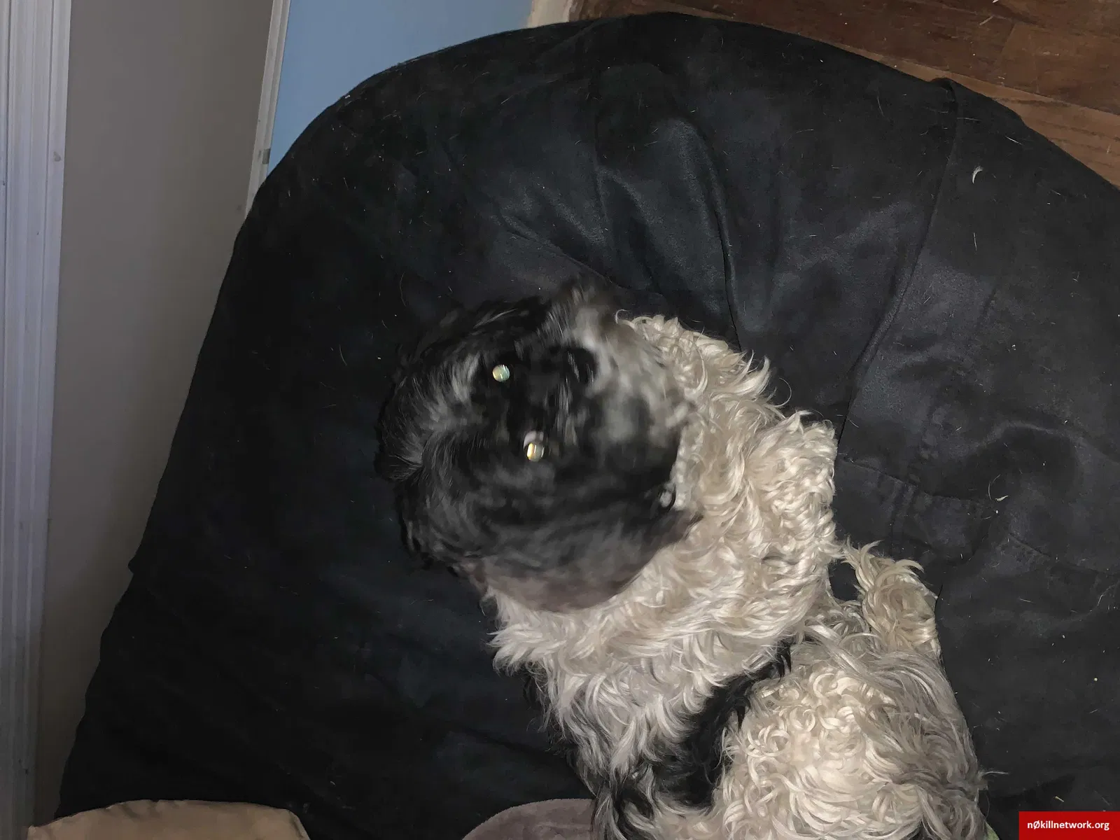 Lost dog in Denver, CO, 80219