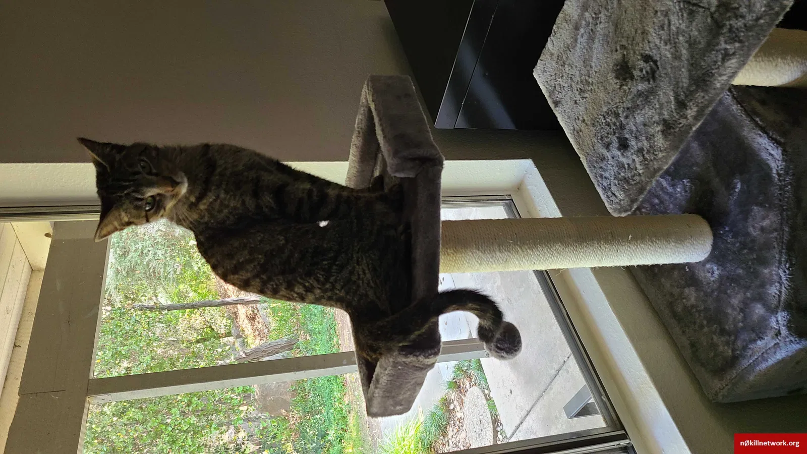 Lost cat in Alpine, CA, 91901