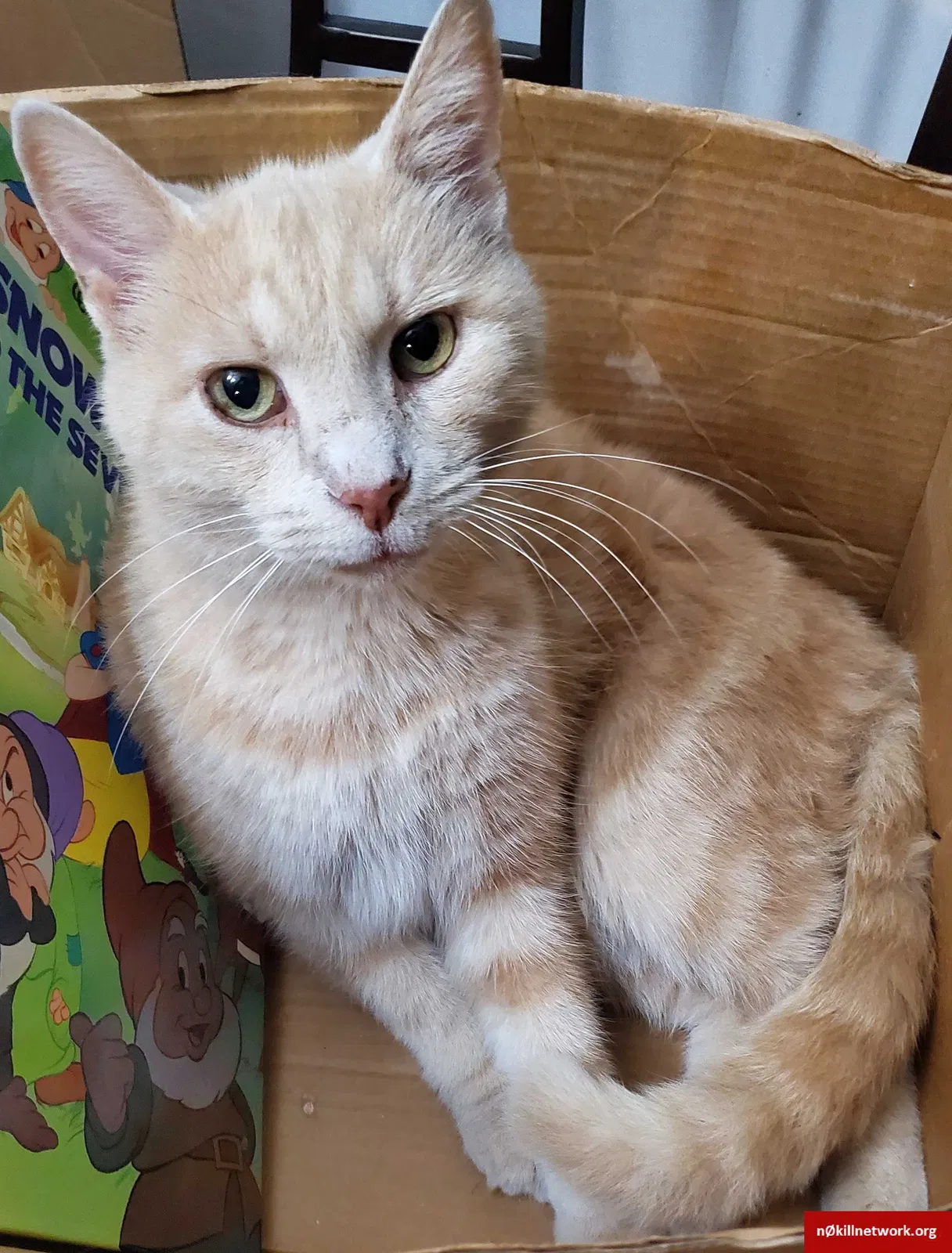 Lost cat in Batavia, OH, 45103