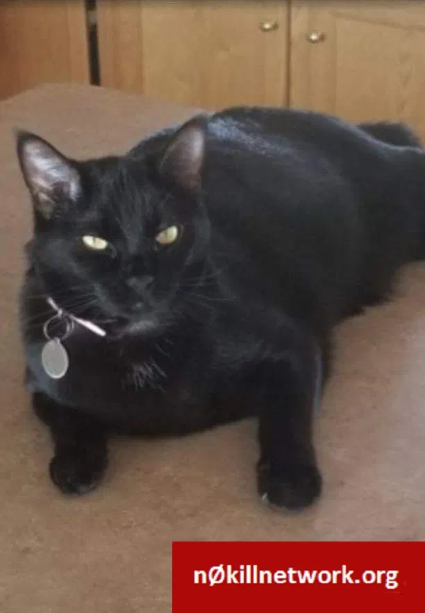 Lost cat in Runnells, IA, 50237