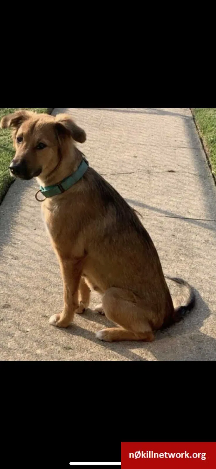 Lost dog in Dundalk, MD, 21222