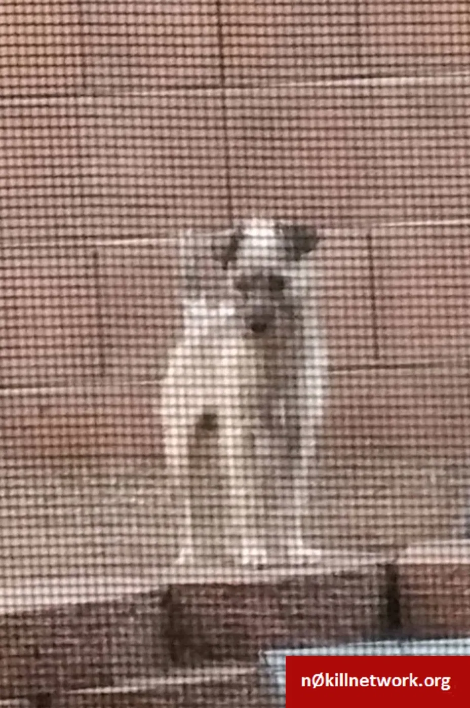 Lost dog in Tucson, AZ, 85742
