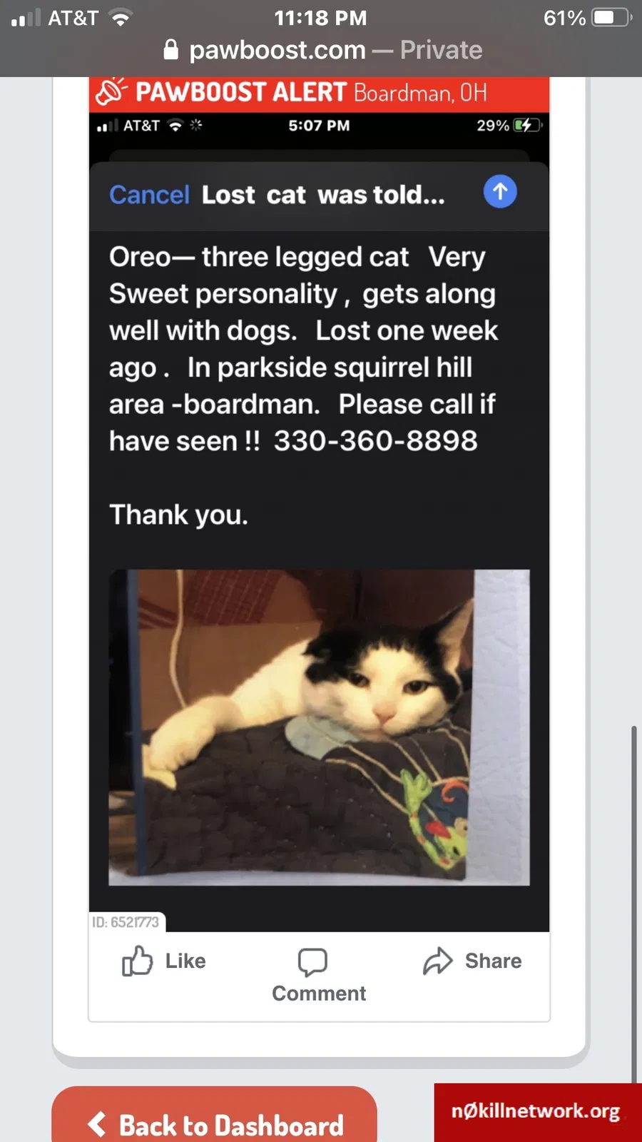 Lost cat in Youngstown, OH, 44512
