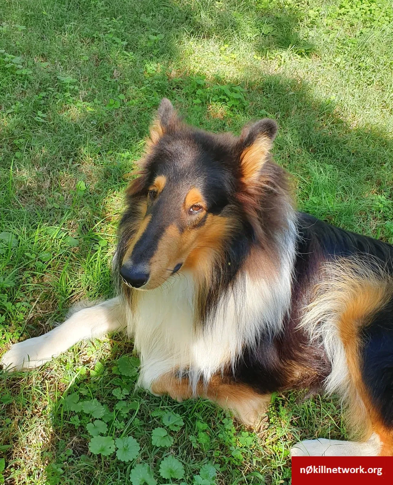 Lost dog in Riverdale, MD, 20737