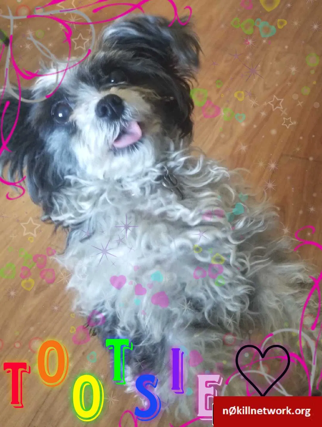 Lost dog in Wheat Ridge, CO, 80033