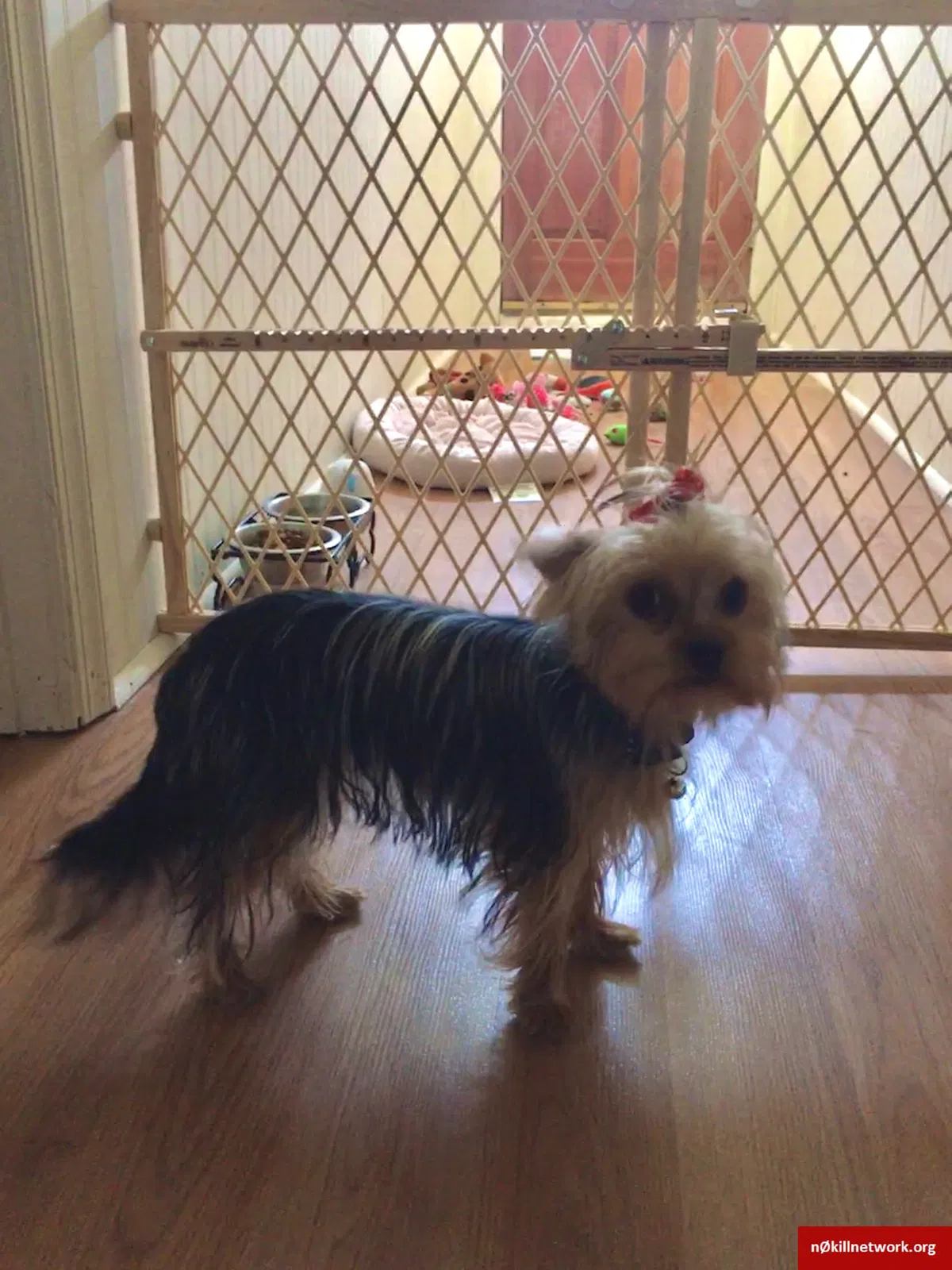 Lost dog in Sparrows Point, MD, 21219