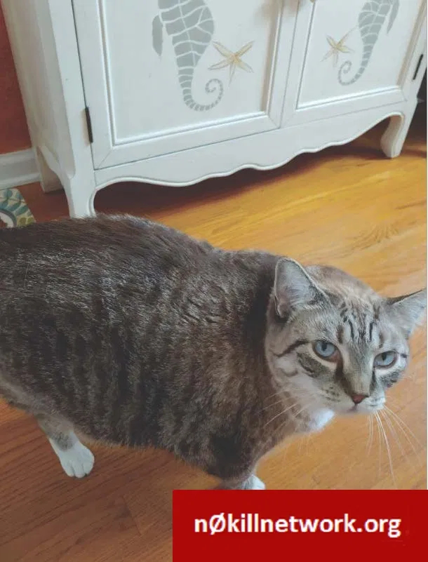 Lost cat in Tallahassee, FL, 32303