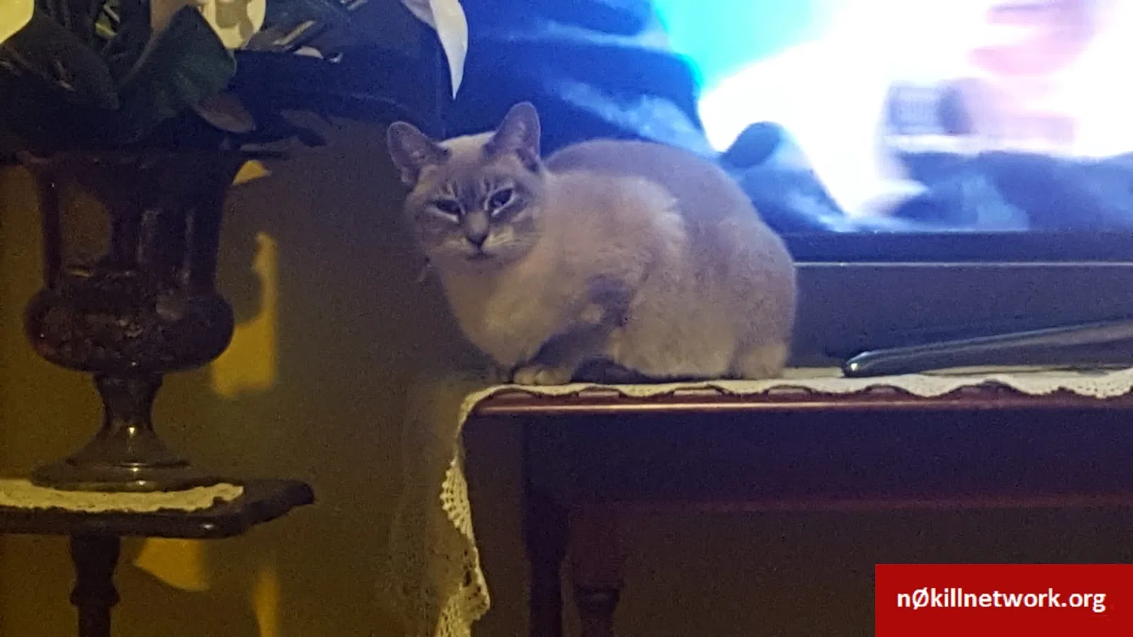 Lost cat in Worcester, MA, 1604