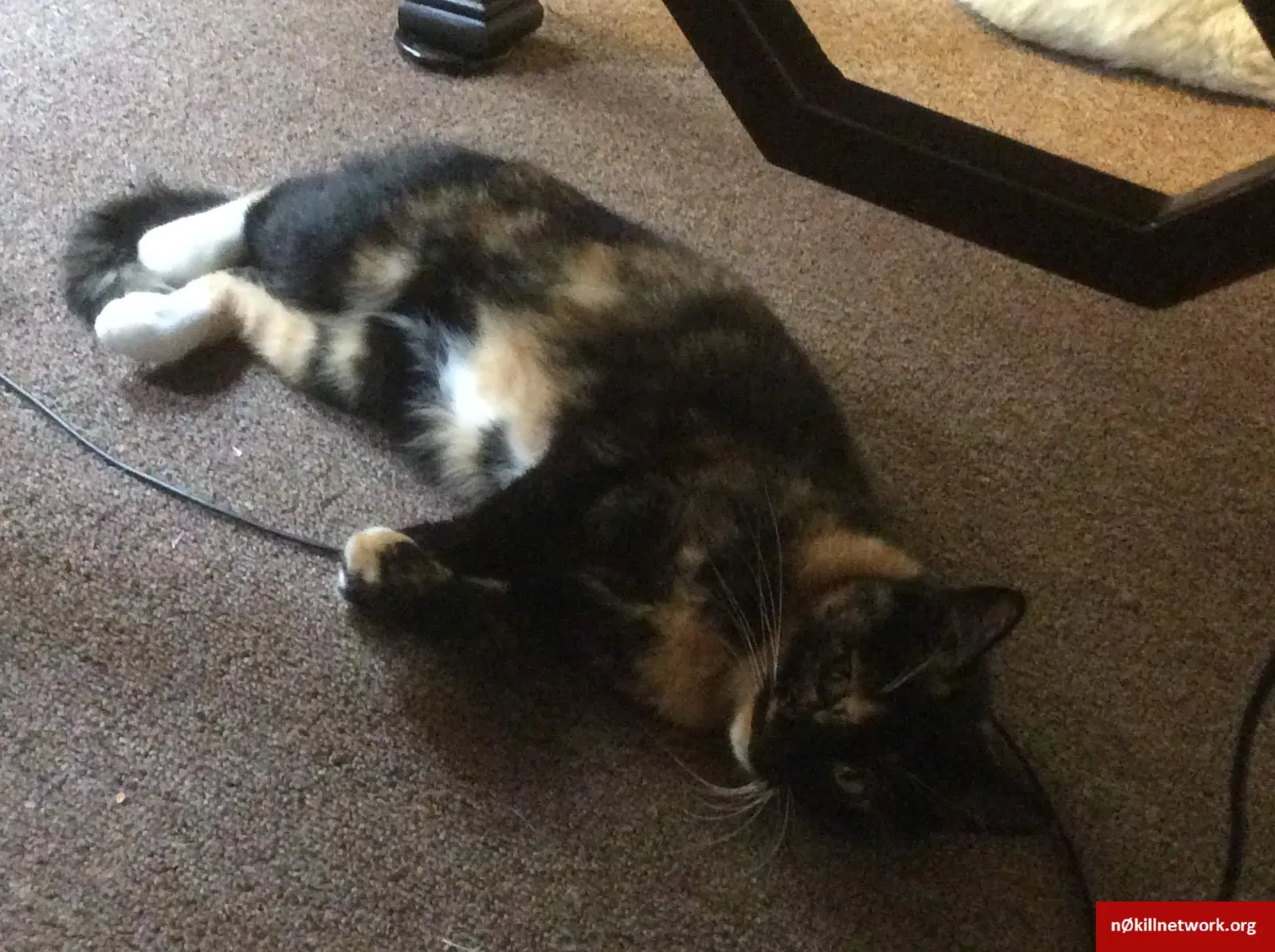 Lost cat in Salem, VA, 24153