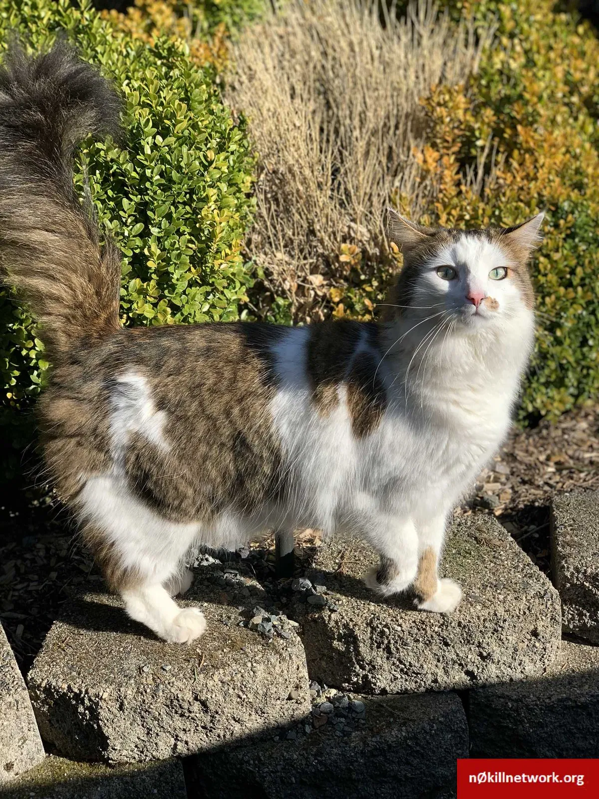 Lost cat in Snohomish, WA, 98296