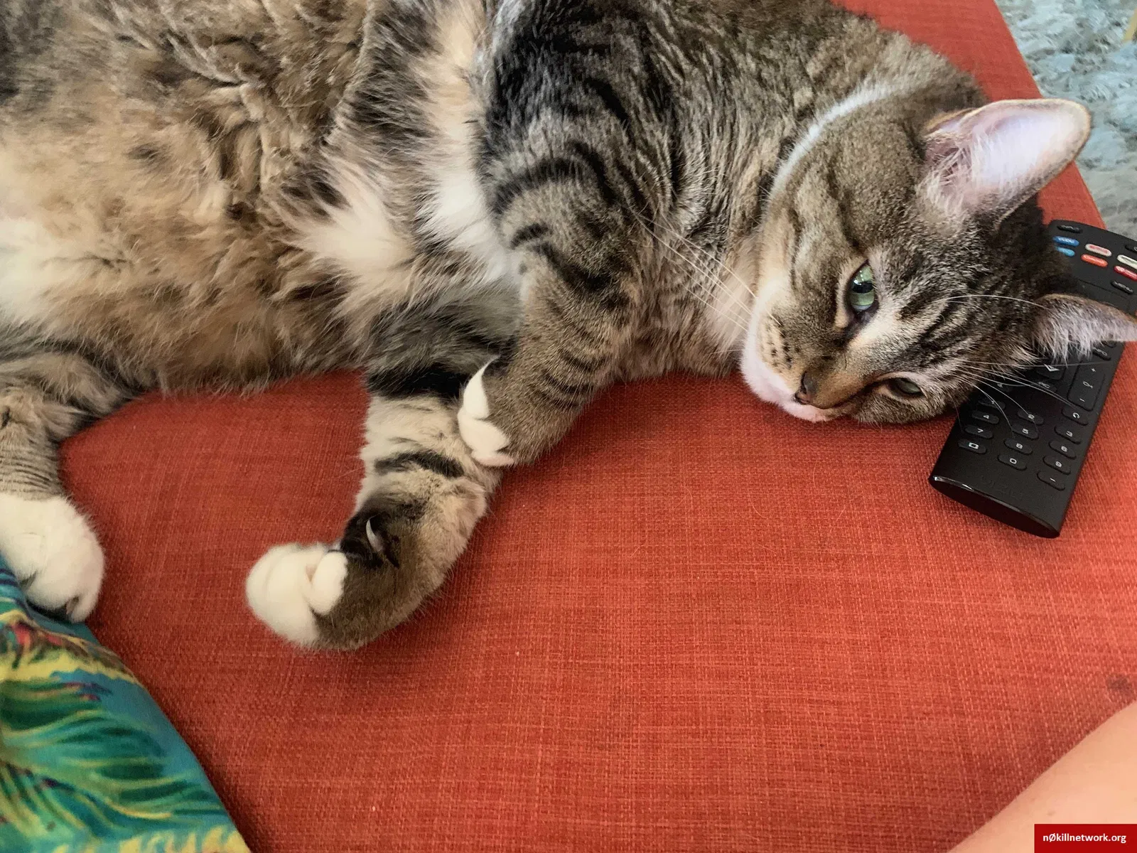 Lost cat in Denver, CO, 80209
