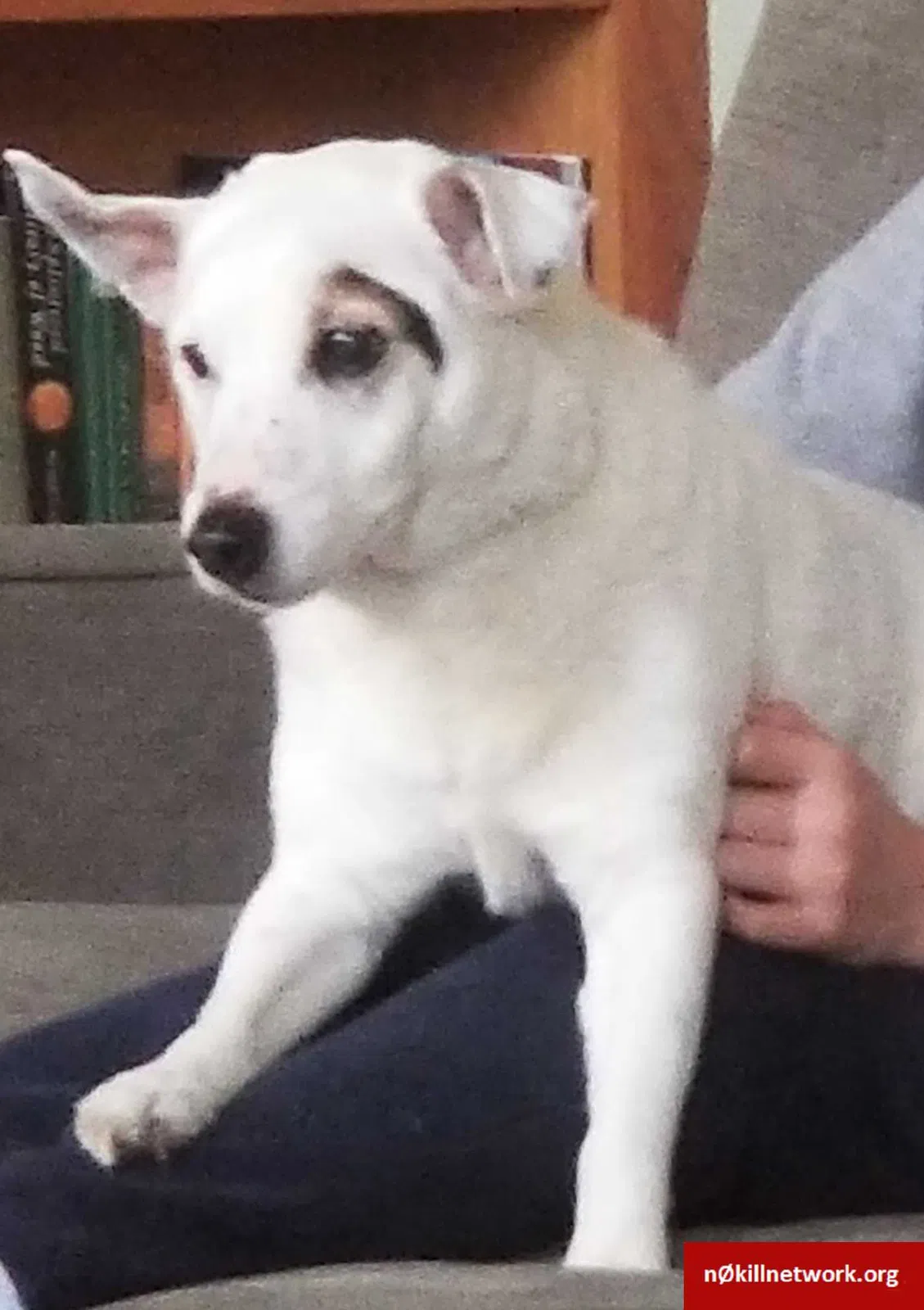 Lost dog in Scandia, MN, 55073