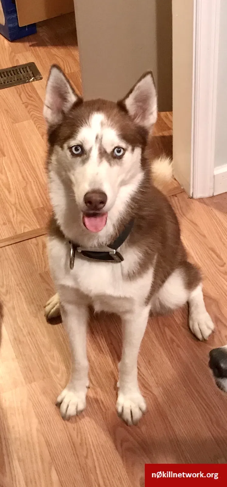 Lost dog in Richlands, NC, 28574