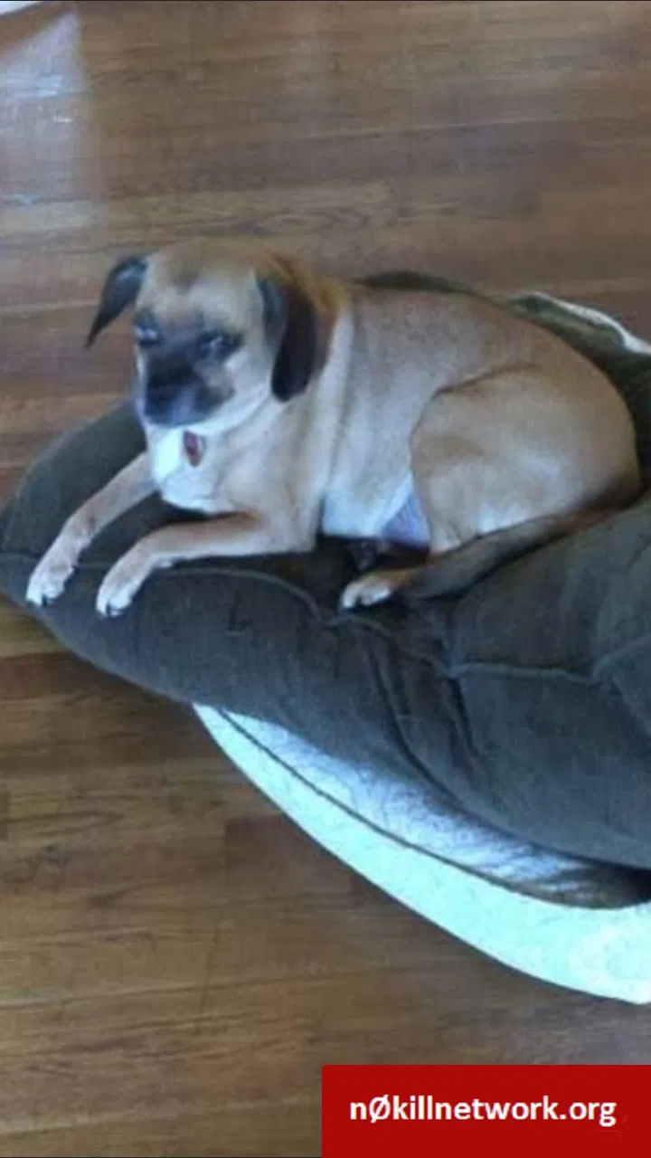 Lost dog in Hyattsville, MD, 20782