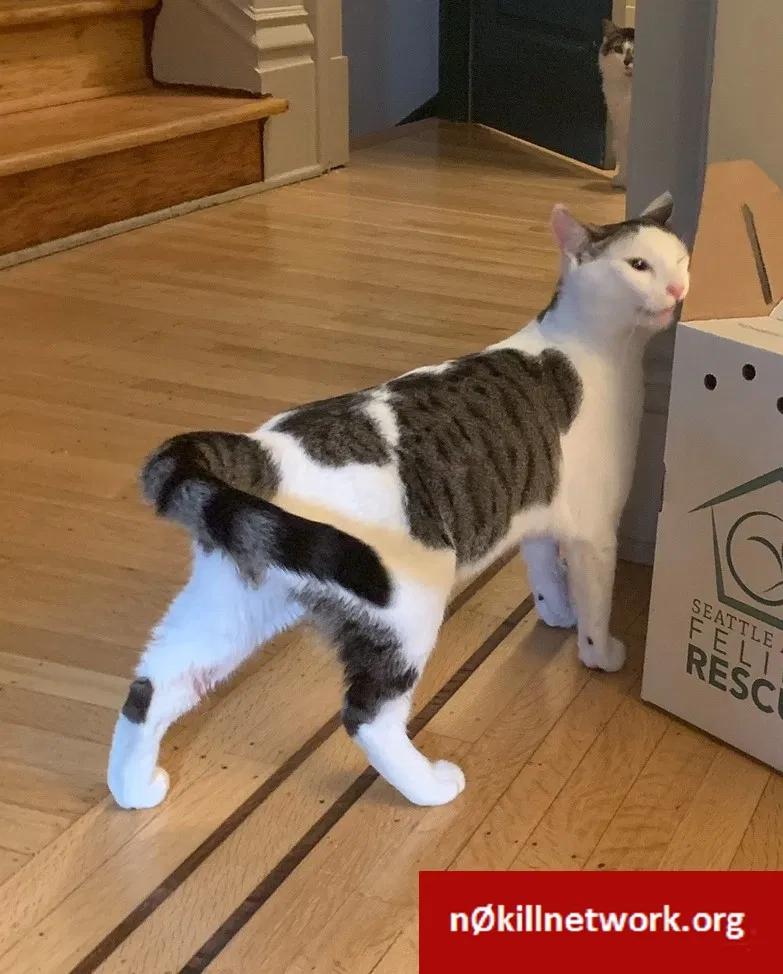 Lost cat in Seattle, WA, 98112