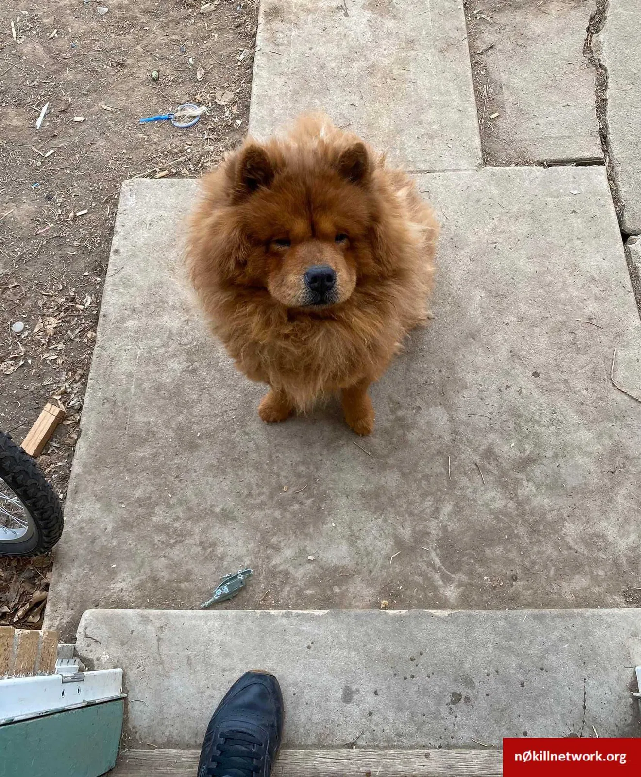 Lost dog in Denver, CO, 80221